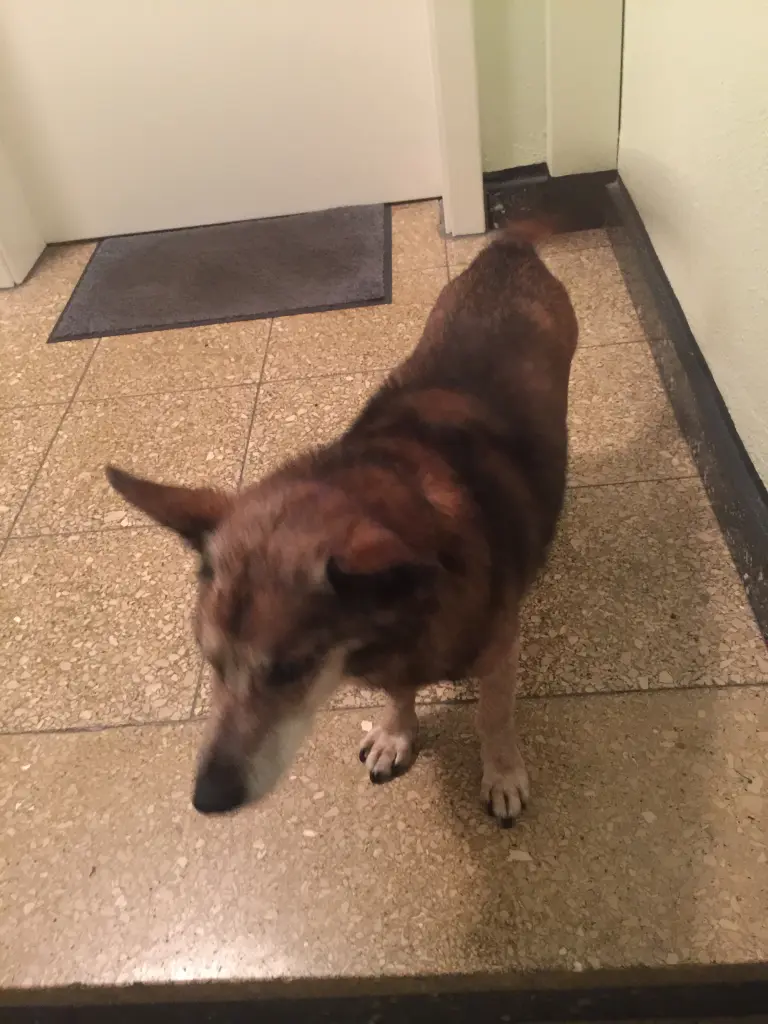 Andachtsbild von Manuela dein Frauchen