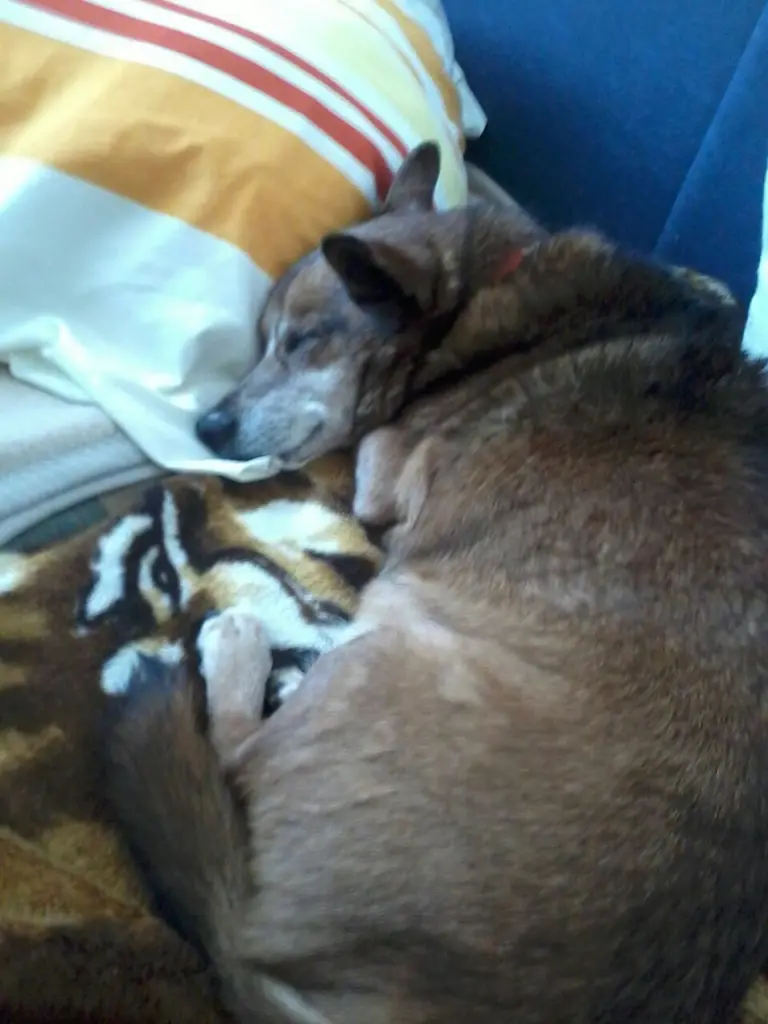 Andachtsbild von Manuela dein Frauchen 