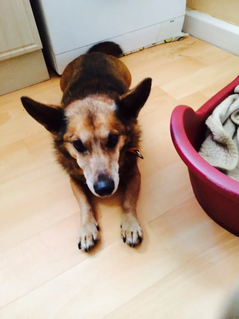 Andachtsbild von Manuela dein Frauchen 