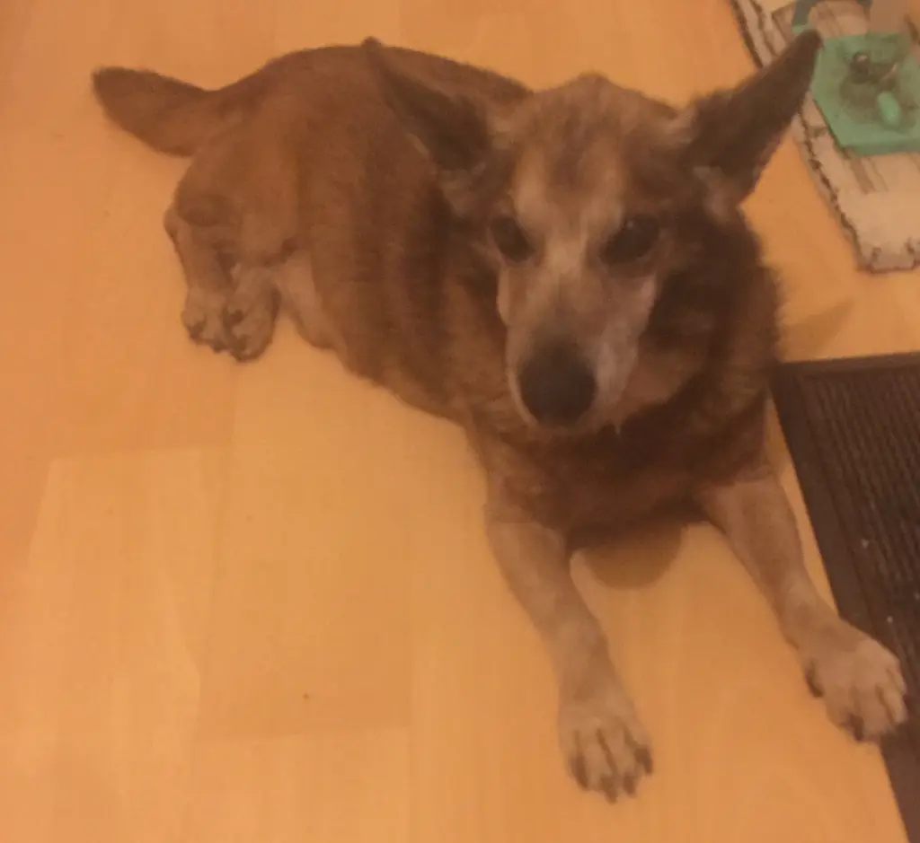 Andachtsbild von Manuela dein Frauchen 