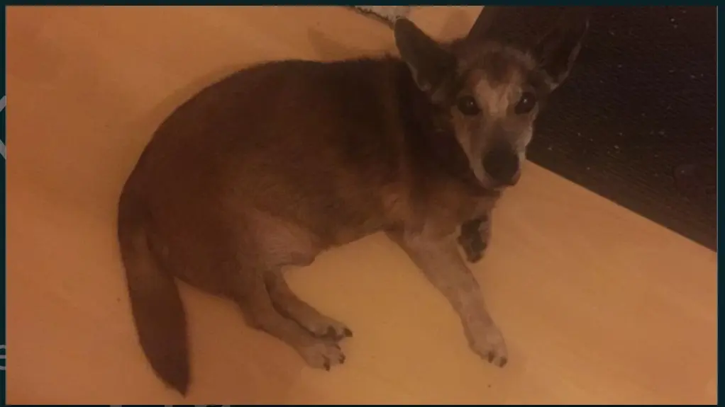 Andachtsbild von Manuela dein Frauchen 