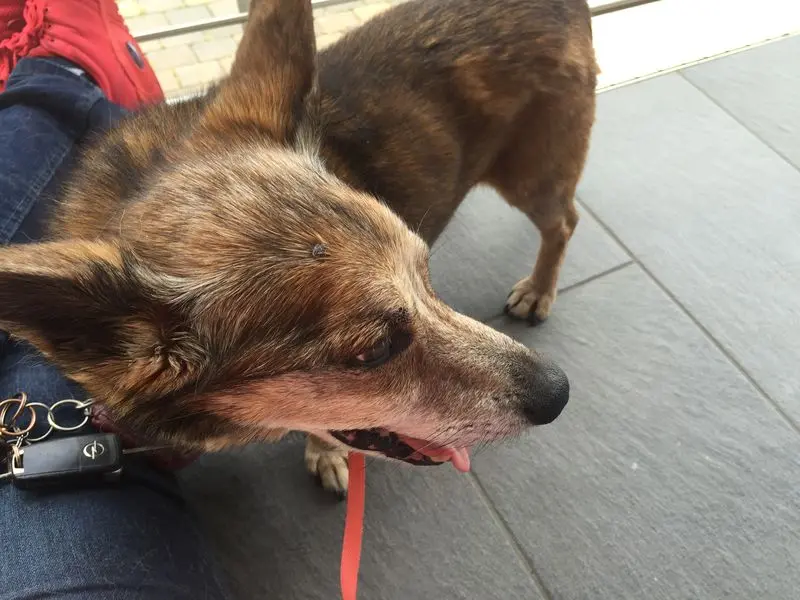 Andachtsbild von Manuela dein Frauchen