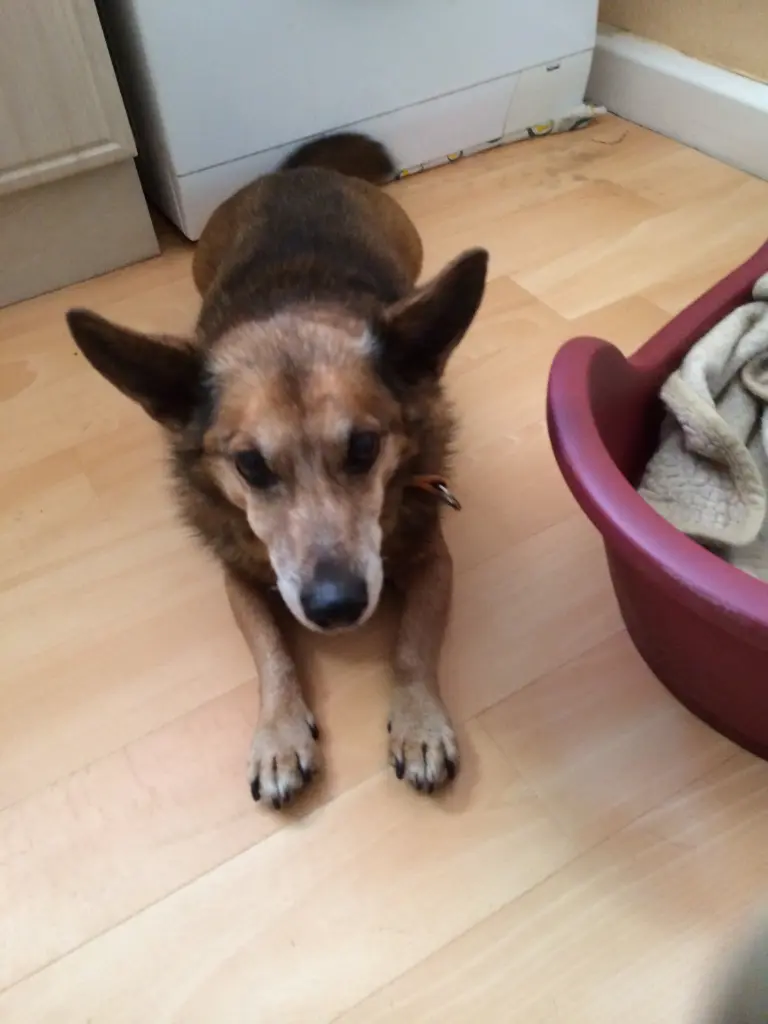 Andachtsbild von Manuela dein Frauchen