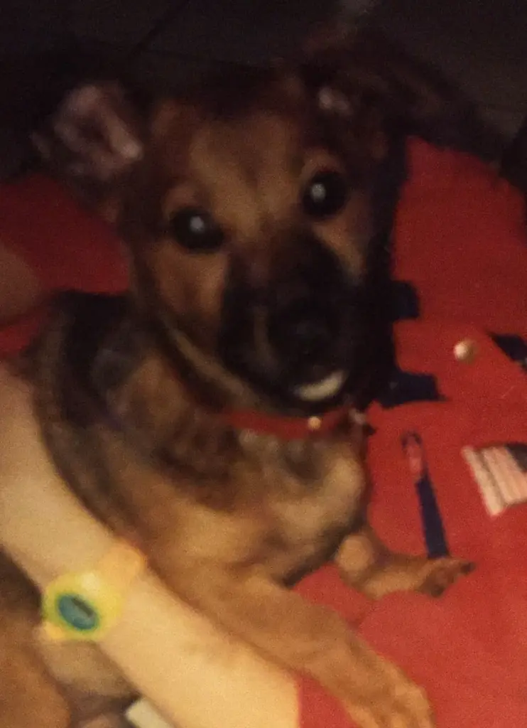 Andachtsbild von Manuela dein Frauchen 