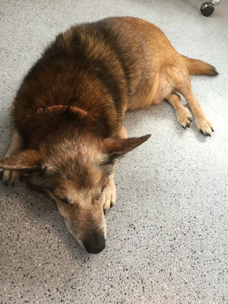 Andachtsbild von Manuela dein Frauchen