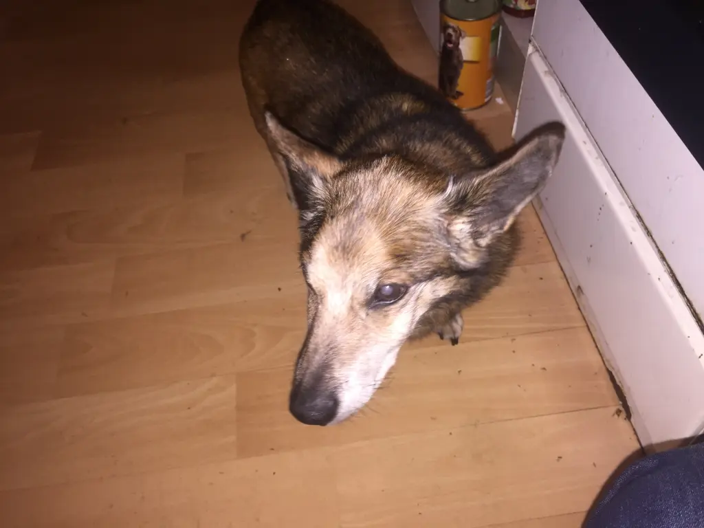 Andachtsbild von Manuela dein Frauchen