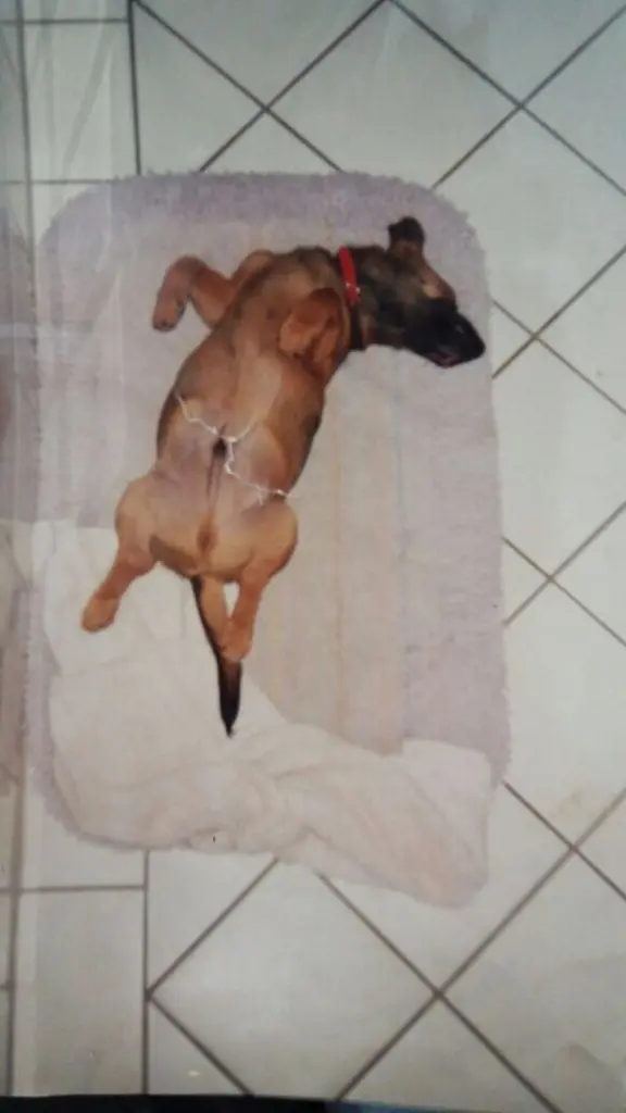 Andachtsbild von Manuela dein Frauchen 