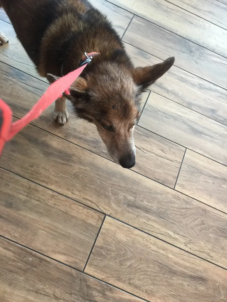 Andachtsbild von Manuela dein Frauchen