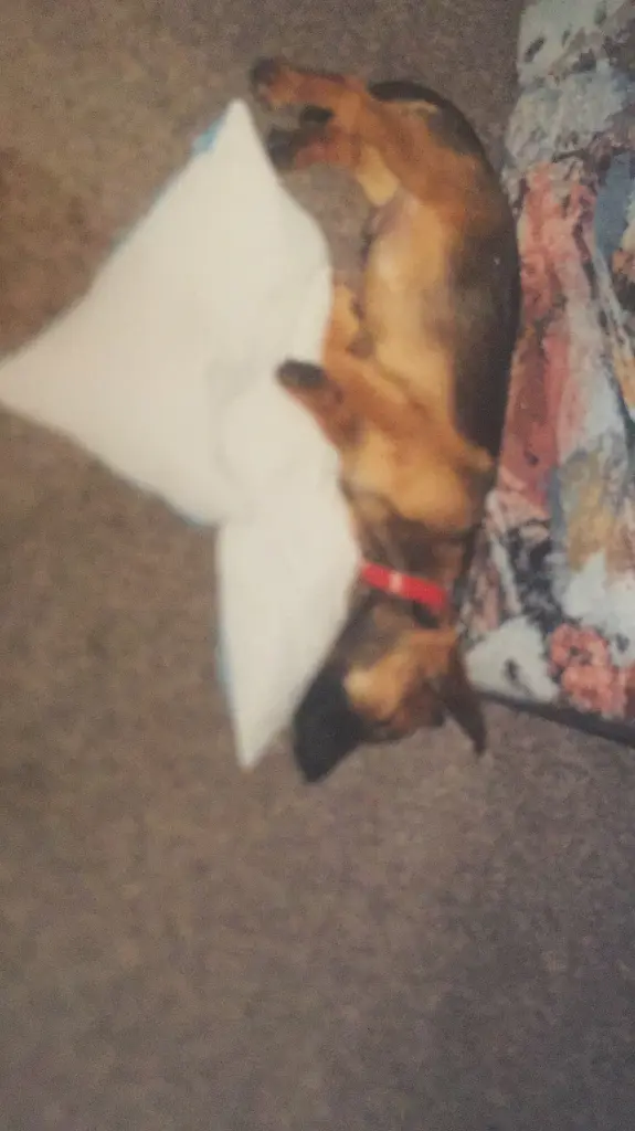 Andachtsbild von Manuela  dein Frauchen 