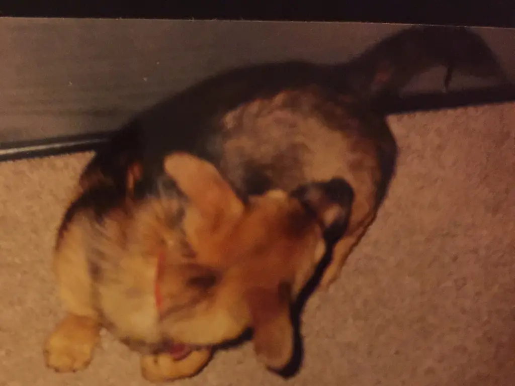 Andachtsbild von Manuela dein Frauchen 