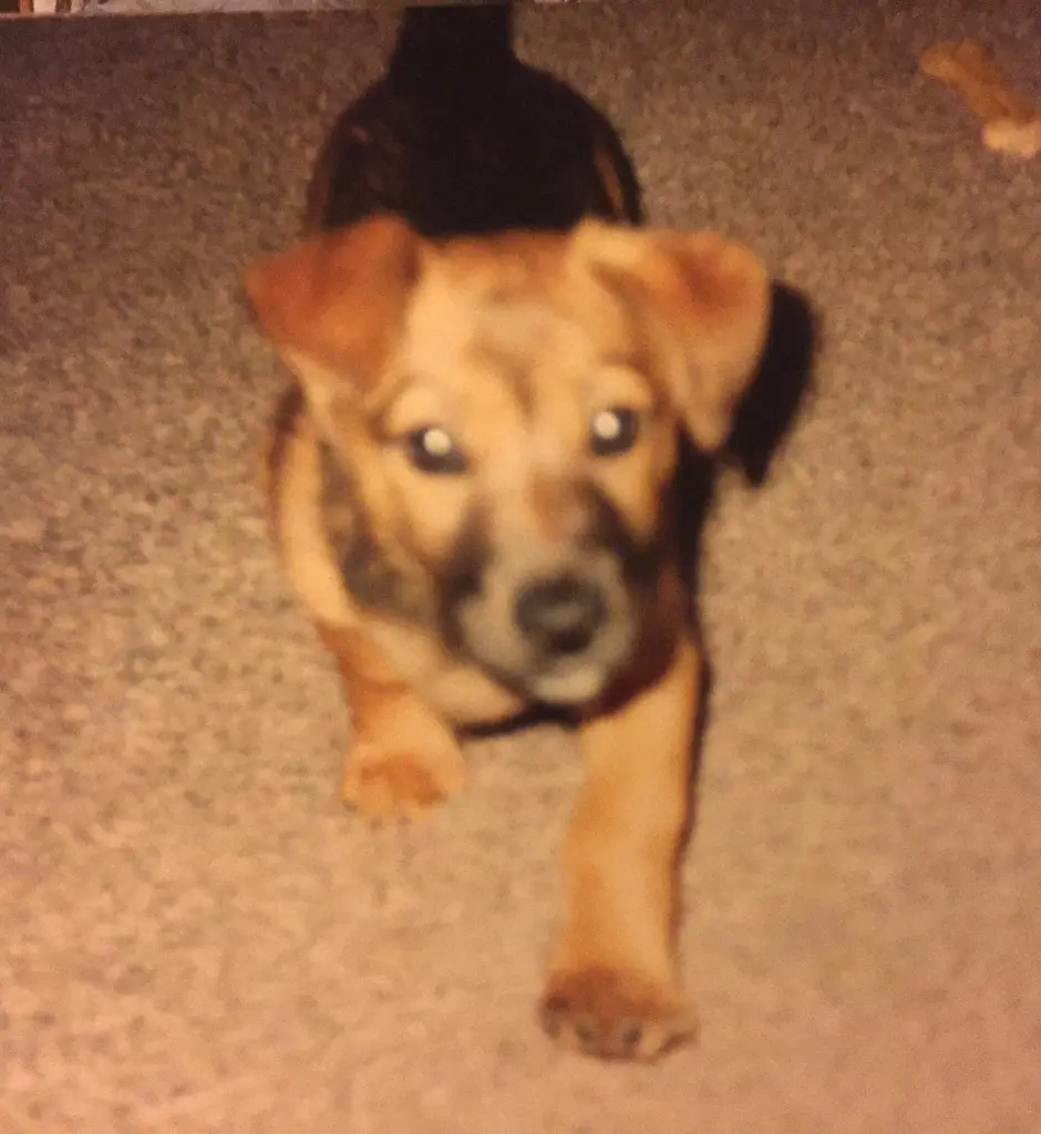 Andachtsbild von Manuela dein Frauchen