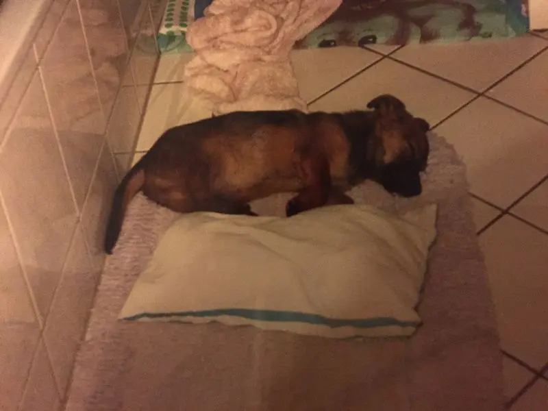 Andachtsbild von Manuela dein Frauchen