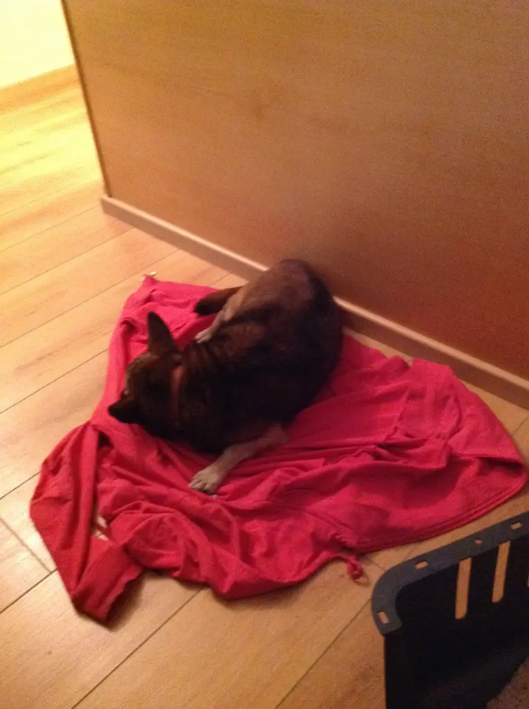 Andachtsbild von Manuela dein Frauchen