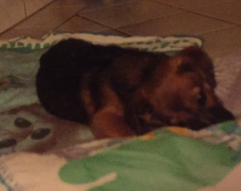 Andachtsbild von Manuela dein Frauchen