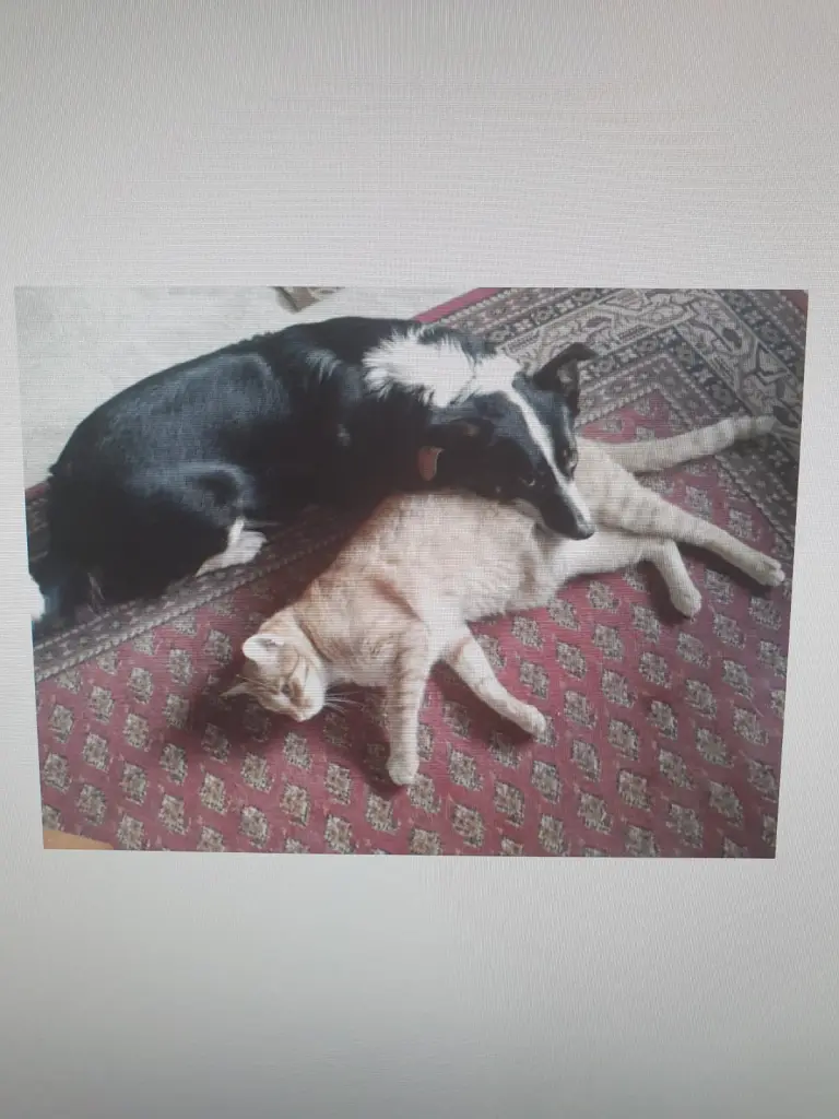 Image from Cody