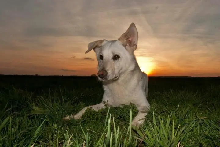 Image from Lucky