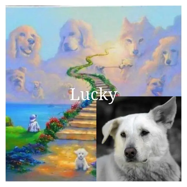 Image from Lucky