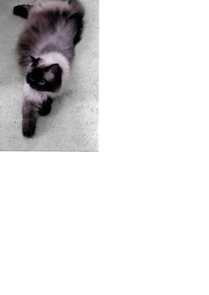 Image from Luna