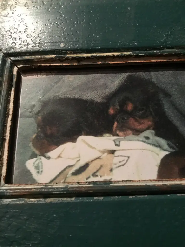 Condolence image of Dein Frauchen 