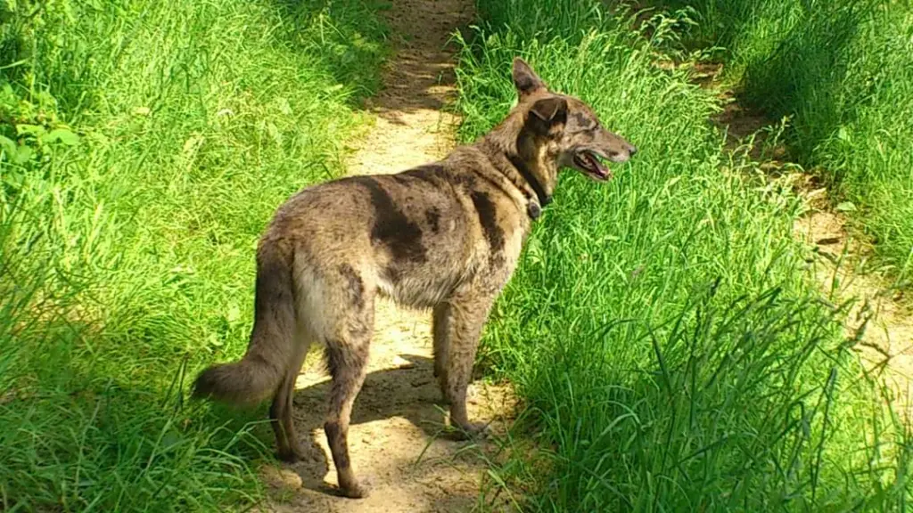 Image from Anubis
