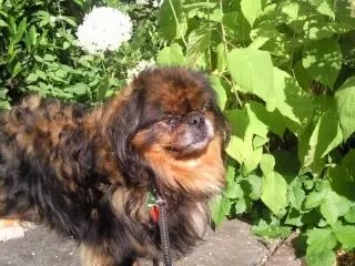 Image from Gizmo