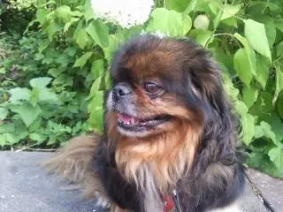Image from Gizmo