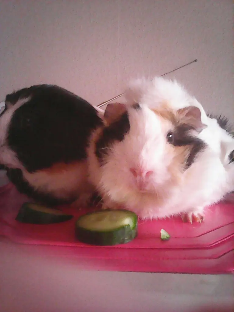 Condolence image of sindy