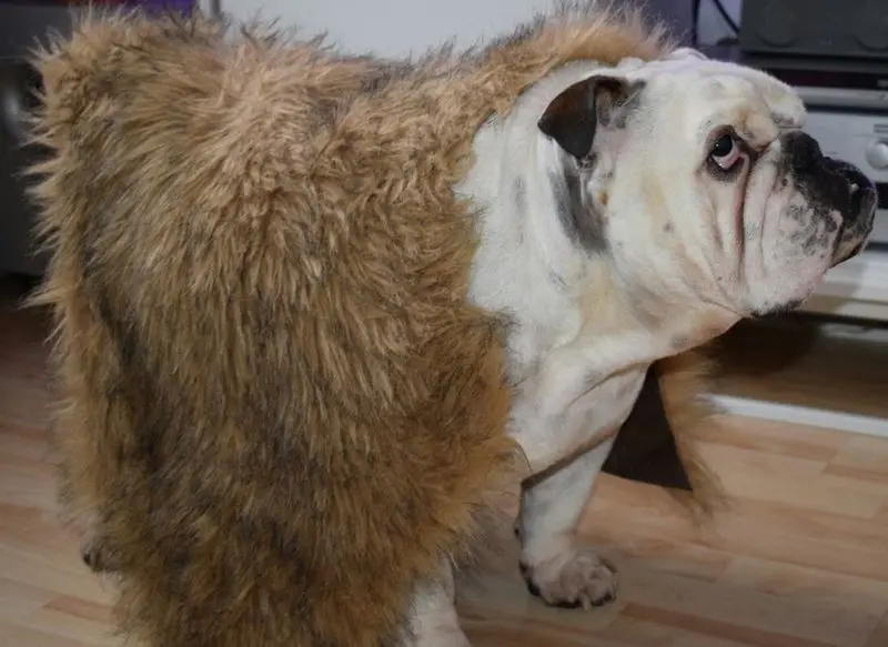 Condolence image of Yvonne mit King tief im Herzen❤️✝️13.09.2019 (eng. Bulldog)