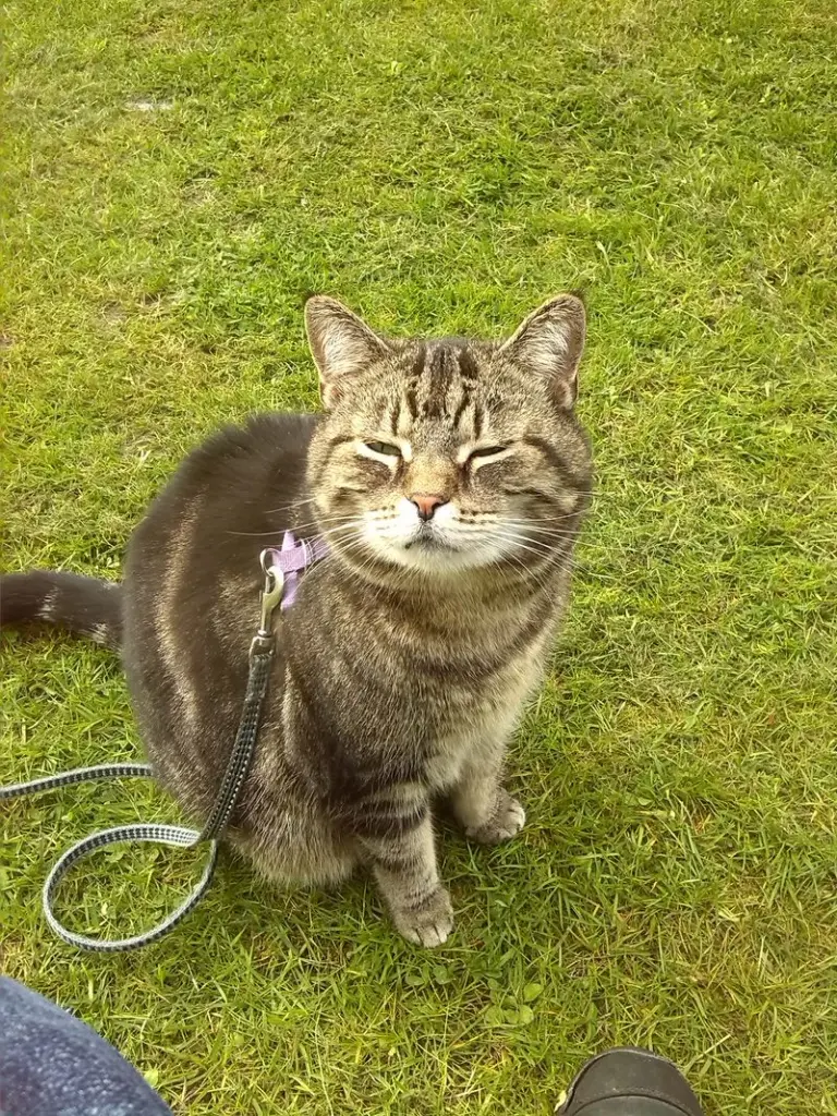 Condolence image of Meggie