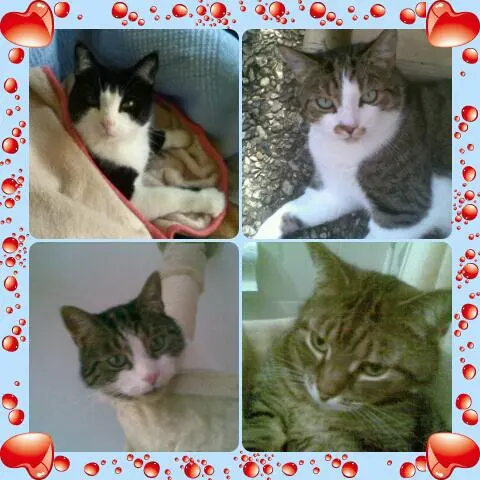 Image from Muppie