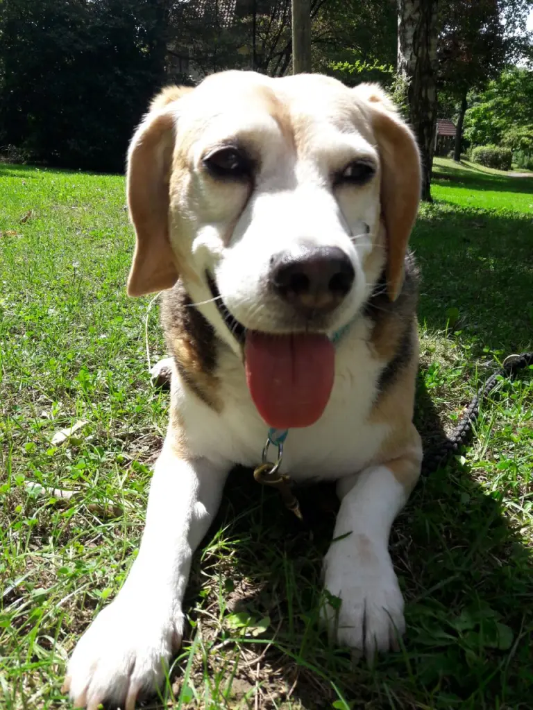 Image from Porthos