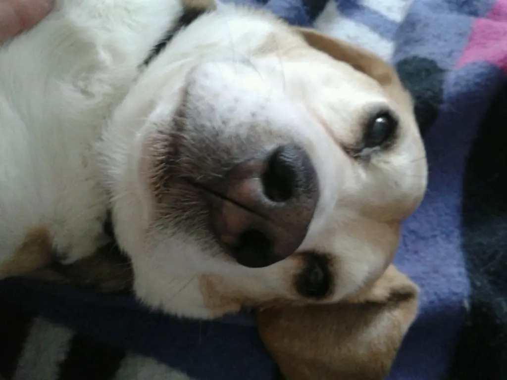 Image from Porthos