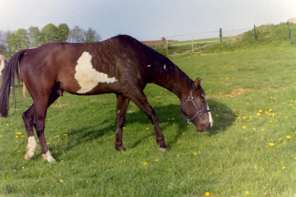 Condolence image of Anke