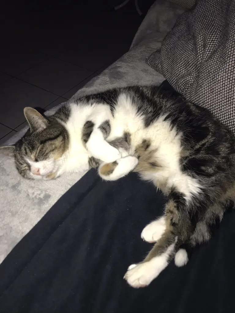 Image from Lady