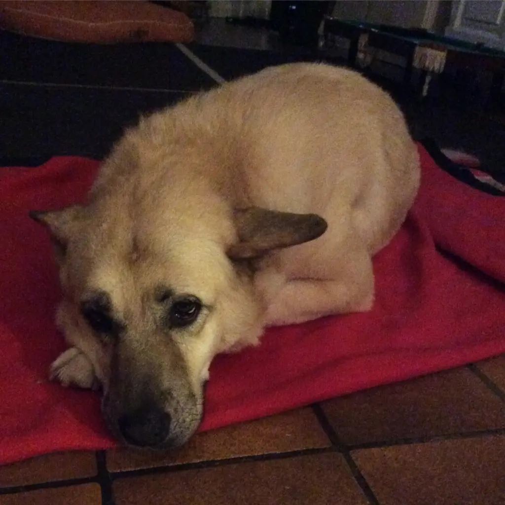 Image from Stella