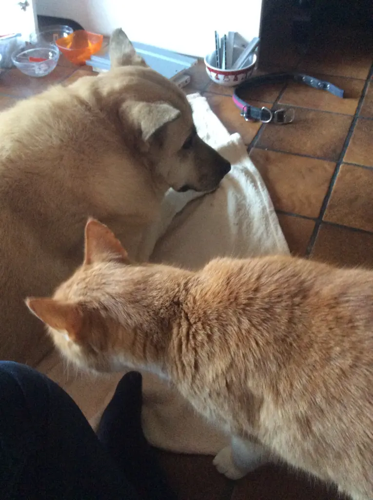Image from Stella