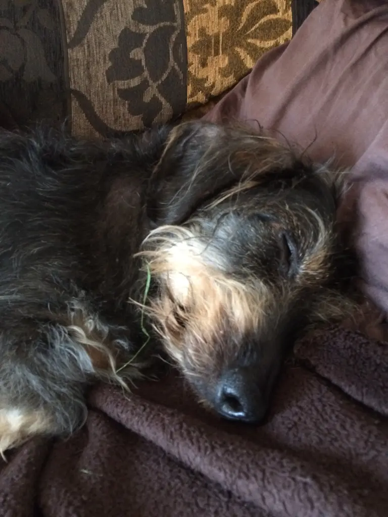 Condolence image of Steffi