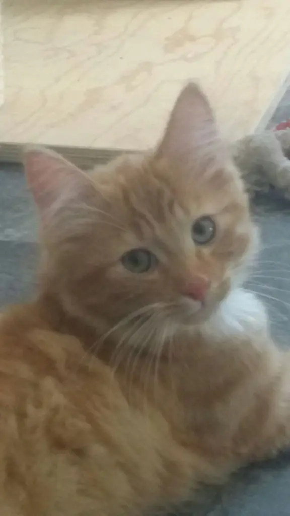 Image from Milow