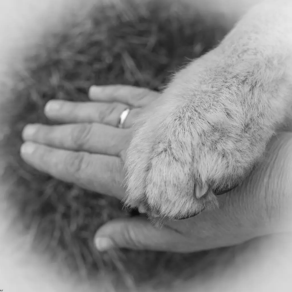 Condolence image of Verena