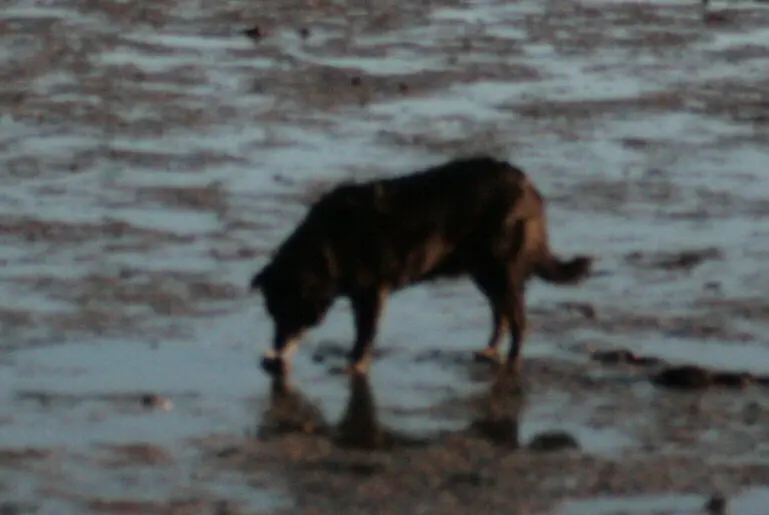 Image from Ginger