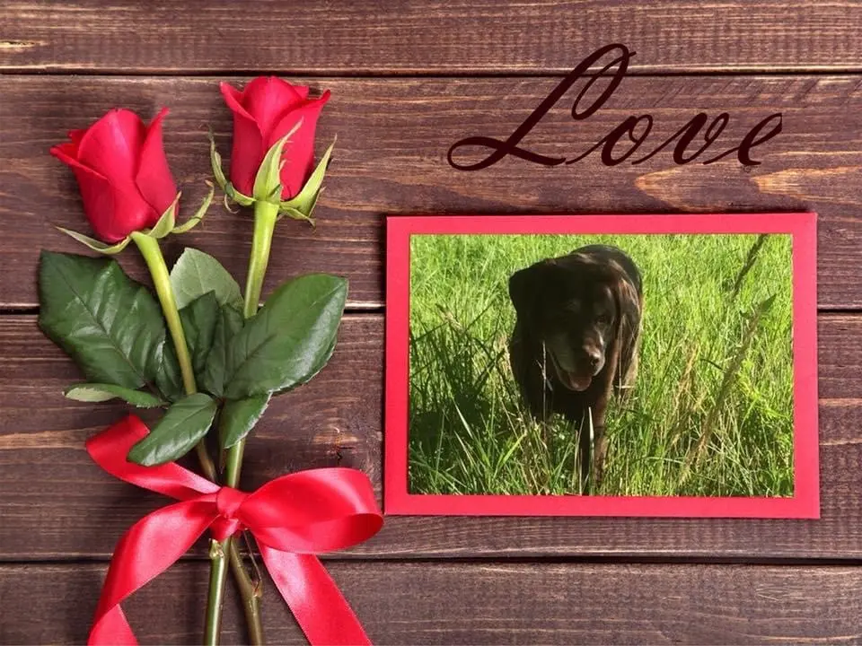 Condolence image of Bea
