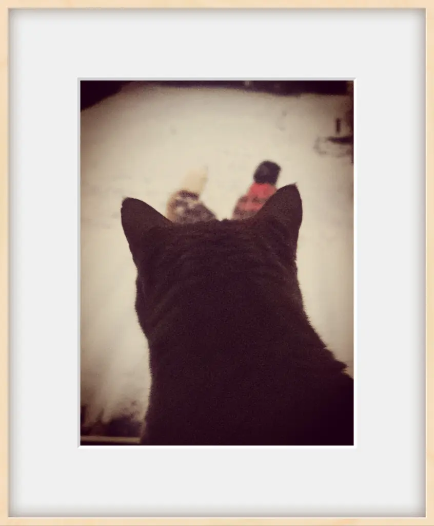 Image from Tabby 