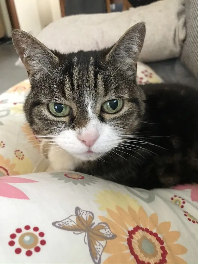 Andachtsbild von Diana mit Lady im ❤️