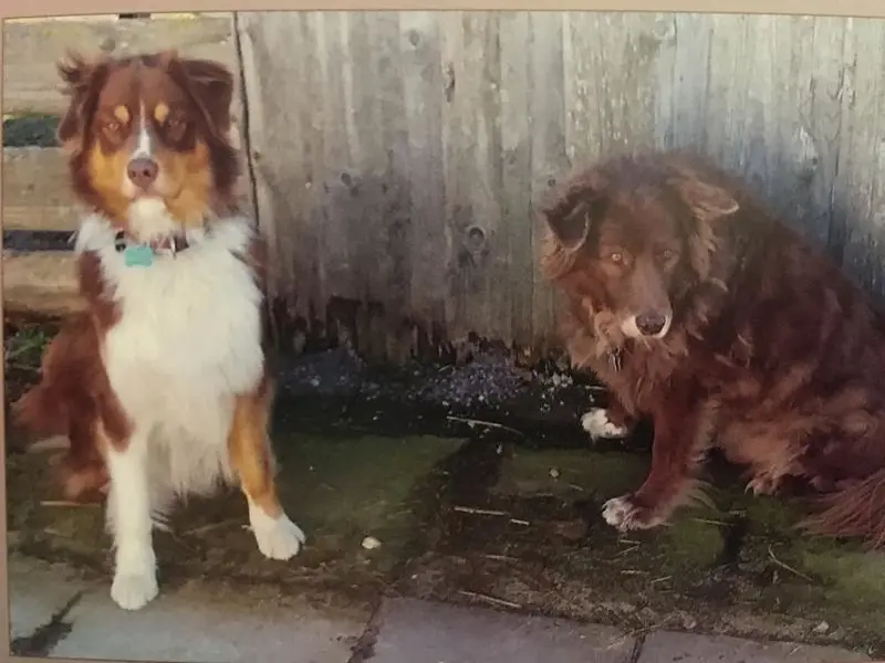 Andachtsbild von Marianne mit Birko und Faxi im Herzen