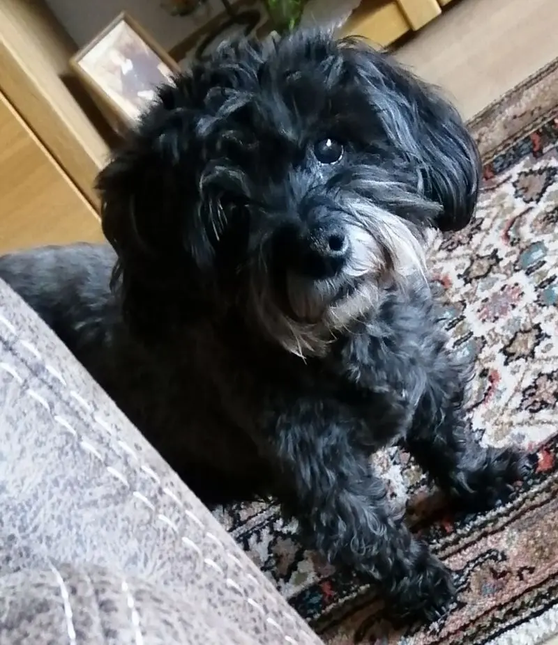 Andachtsbild von Elke mit Fiby
