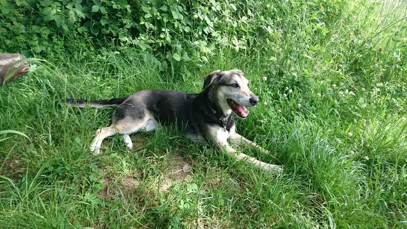 Image from Lola