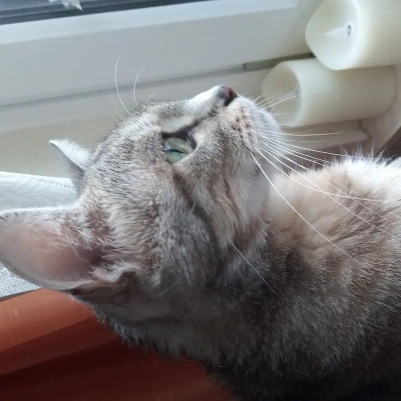 Condolence image of Katrin und Katzi im ❤️