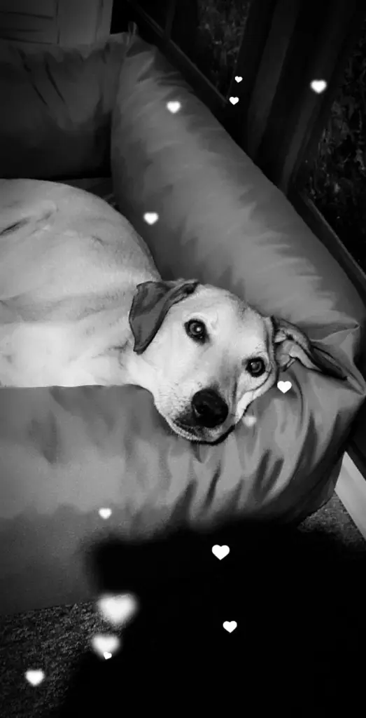 Condolence image of Birgit mit Spooky im Herzen