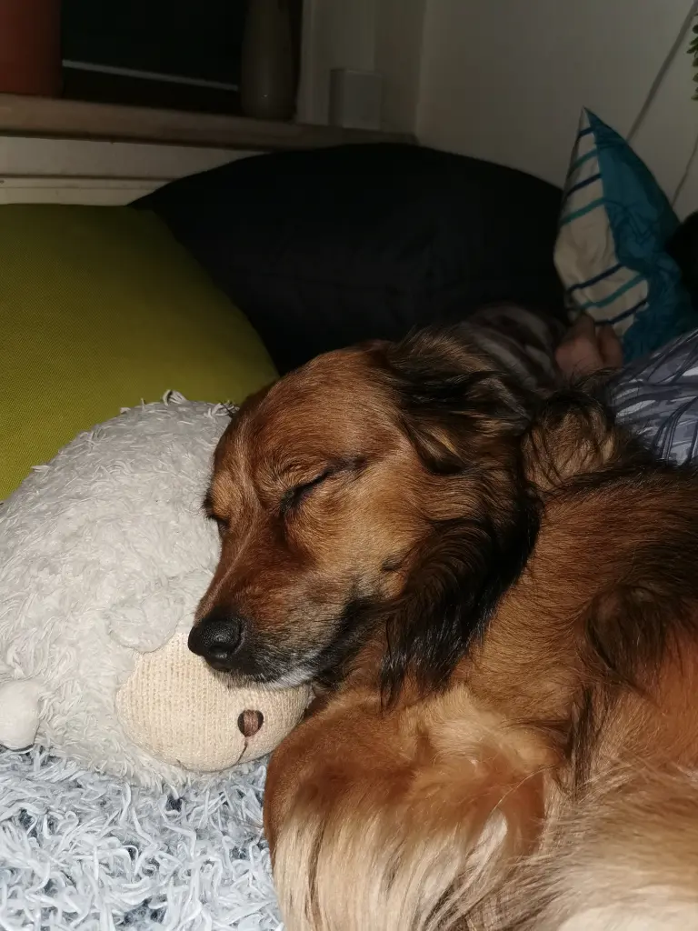 Image from Teddy