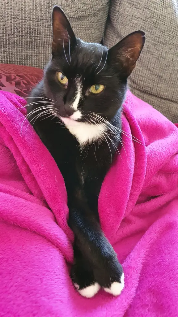 Image from Blacky